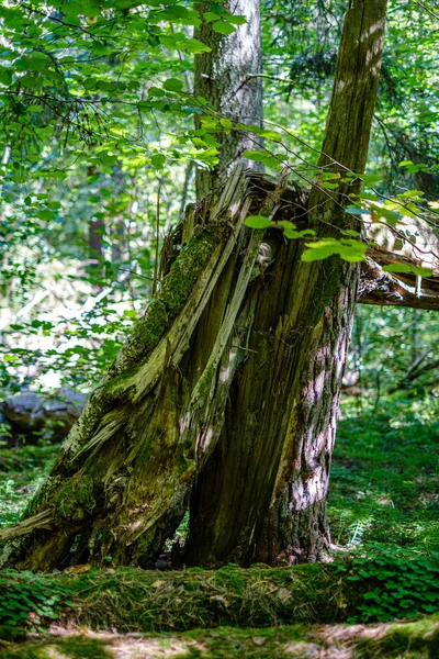 Gamla torra brutna trädstammar och stampar i skogen — Stockfoto