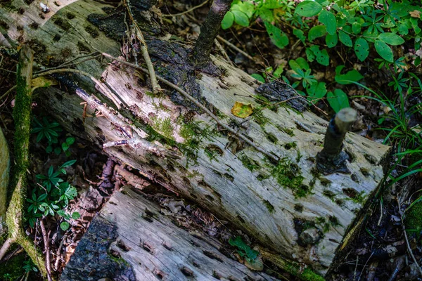 Velhos troncos de árvores quebradas secas e pisos na floresta — Fotografia de Stock