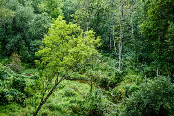 Fogliame fresco verde. foglia di albero in giorno d'estate alla luce del sole. abstra — Foto Stock