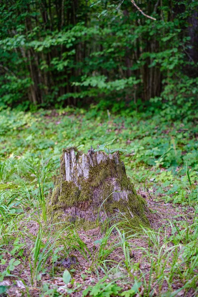 Vecchi tronchi d'albero secchi rotti e calpesti nella foresta — Foto Stock