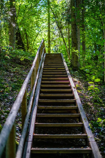 Escaleras de madera en el bosque verde de verano — Foto de Stock