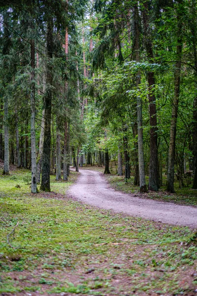 Vågig grusväg i grön Sommarskog — Stockfoto