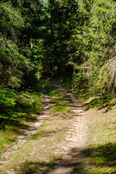 Yeşil yaz ormanında dalgalı çakıl yol — Stok fotoğraf