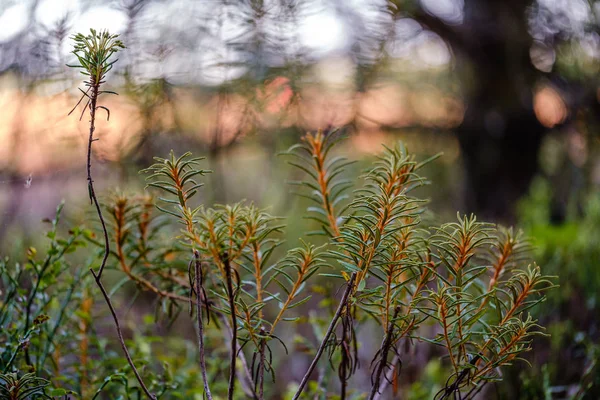 緑の新鮮な葉。日光の下で夏の日に木の葉。アブストラ — ストック写真