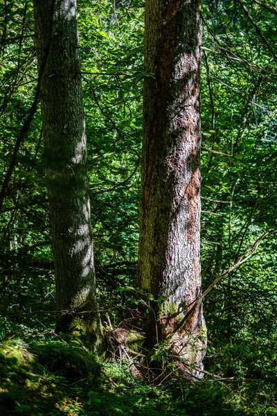 Velhos troncos de árvores quebradas secas e pisos na floresta — Fotografia de Stock