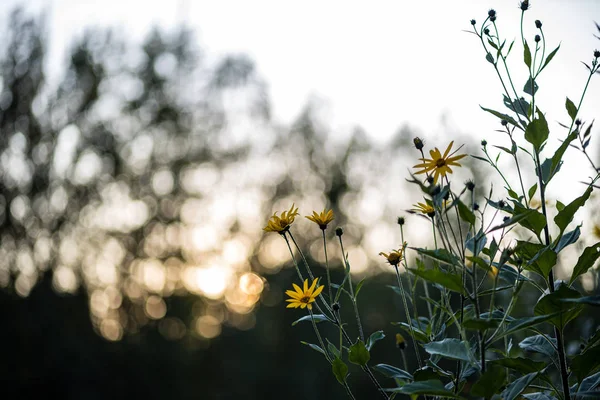 Gelbe Sommerblumen auf verschwommenem Hintergrund — Stockfoto