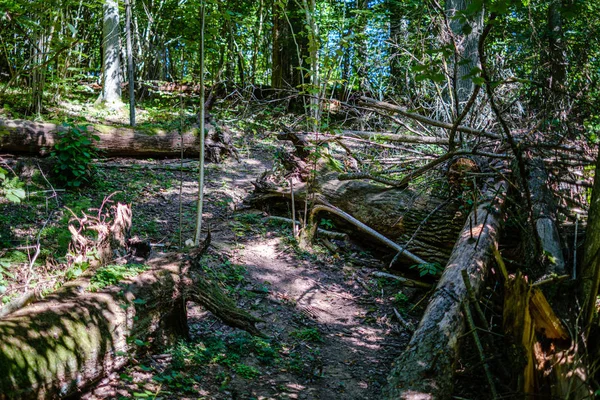 Alte, kaputte Baumstämme und Stampfer im Wald — Stockfoto