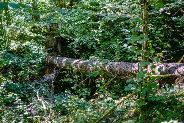 Troncos de árboles rotos secos viejos y pisadas en el bosque — Foto de Stock