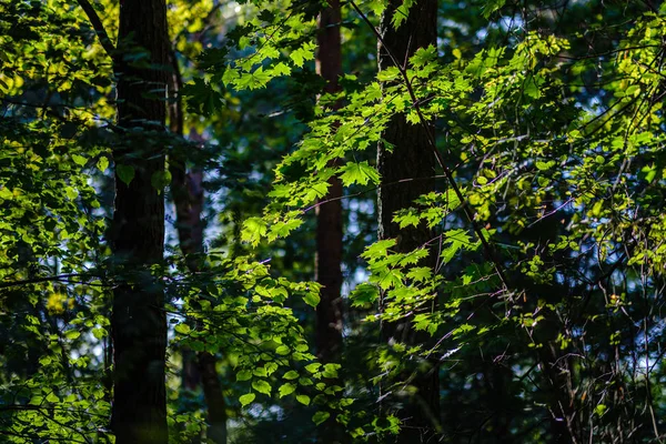 Fogliame fresco verde. foglia di albero in giorno d'estate alla luce del sole. abstra — Foto Stock