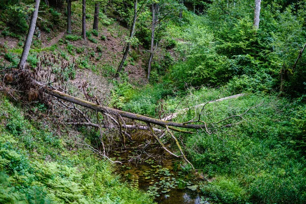 Старые сухие сломанные стволы деревьев и топки в лесу — стоковое фото