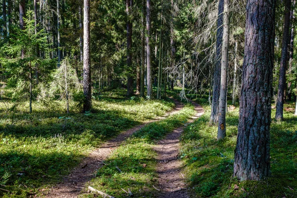 Estrada cascalho ondulado na floresta de verão verde — Fotografia de Stock