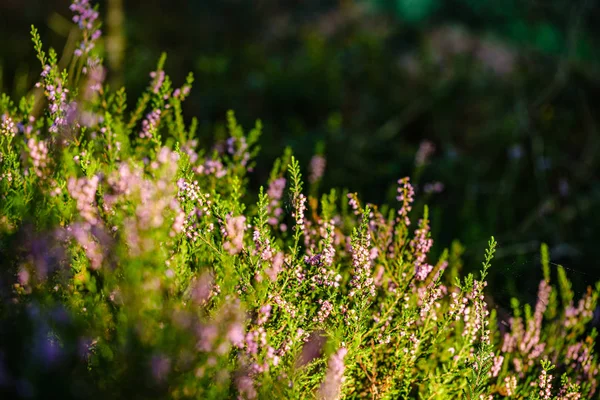 Brezo floreciente en el bosque de verano sobre fondo borroso verde — Foto de Stock