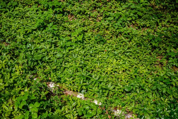 Folhagem verde fresca. folha de árvore no dia de verão na luz solar. abstra — Fotografia de Stock