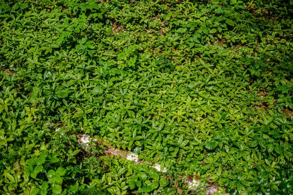 Grünes frisches Laub. Baumblatt im Sommertag im Sonnenlicht. abstra — Stockfoto