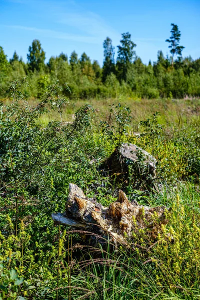 Régi száraz törött fa fatörzsek és a stomps az erdőben — Stock Fotó