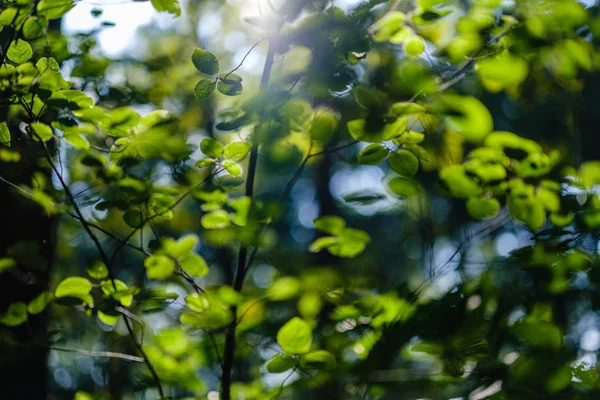 Zielone, świeże liście. liść drzewa w letnim dniu w słońcu. ś — Zdjęcie stockowe