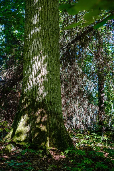 Velhos troncos de árvores quebradas secas e pisos na floresta — Fotografia de Stock