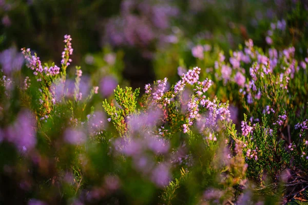 Цветущая вереск в летнем лесу на зеленом фоне размытия — стоковое фото