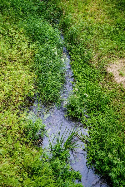 Groen vers gebladerte. boom blad in zomerdag in zonlicht. abstra — Stockfoto