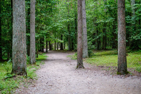 Wellige Schotterstraße im grünen Sommerwald — Stockfoto