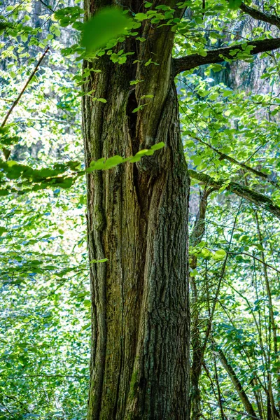 Stará suchá rozbitá stromová struktura stromů a žaludky v lese — Stock fotografie