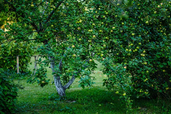 Manzano lleno de frutos listos para la cosecha sabrosos — Foto de Stock
