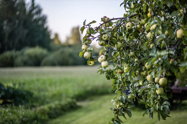 Manzano lleno de frutos listos para la cosecha sabrosos — Foto de Stock