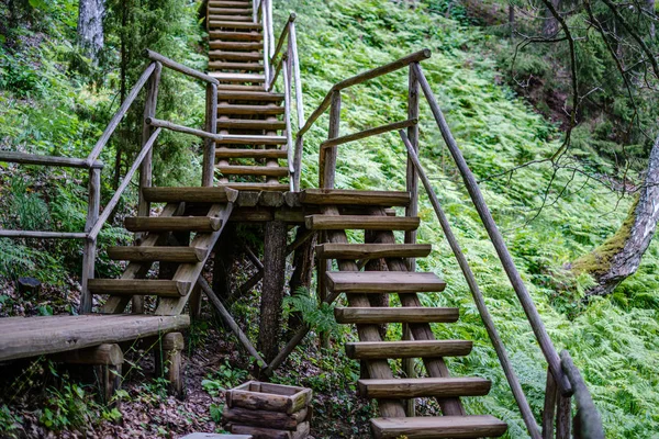 Escadas de madeira na floresta verde verão — Fotografia de Stock