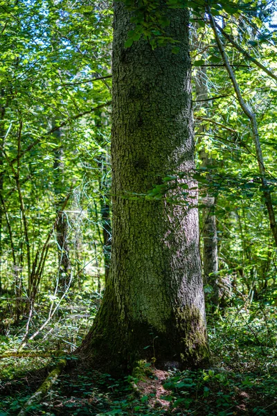 Vecchi tronchi d'albero secchi rotti e calpesti nella foresta — Foto Stock