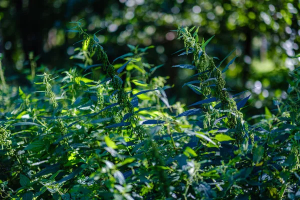 Green fresh foliage. tree leaf in summer day in sunlight. abstra — Stock Photo, Image