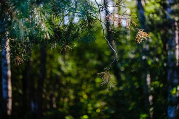 Groen vers gebladerte. boom blad in zomerdag in zonlicht. abstra — Stockfoto