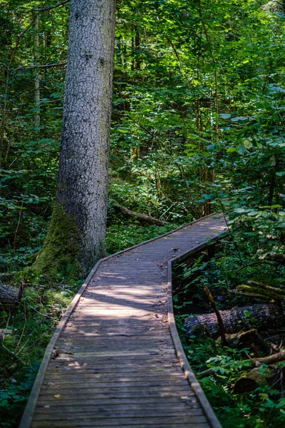 Wooden stairs in summer green forest — Stock Photo, Image