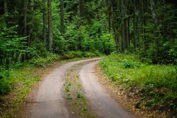 Vågig grusväg i grön Sommarskog — Stockfoto