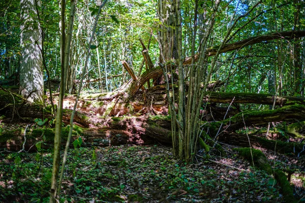 Παλιά ξηρό σπασμένο κορμούς δέντρων και το στόμιο στο δάσος — Φωτογραφία Αρχείου