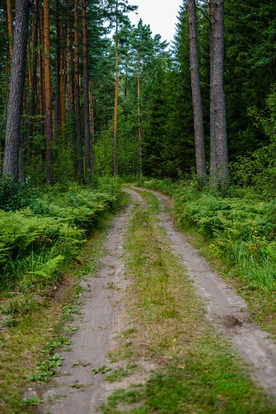 Yeşil yaz ormanında dalgalı çakıl yol — Stok fotoğraf