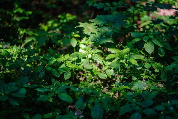 Зелене свіже листя. листя дерева в літній день на сонячному світлі. абстракція — стокове фото