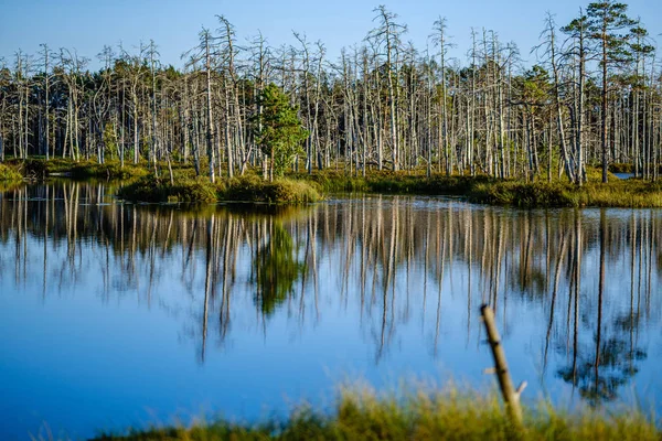 Lac forestier avec de l'eau bleue dans la journée d'été et des reflets de vieux — Photo