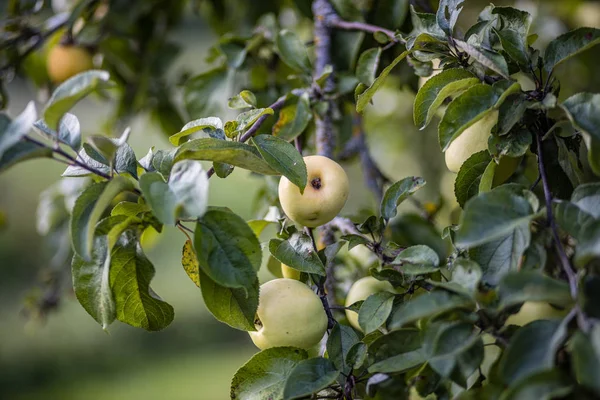 Manzano lleno de frutos listos para la cosecha sabrosos — Foto de Stock
