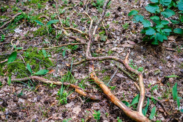 Velhos troncos de árvores quebradas secas e pisos na floresta — Fotografia de Stock