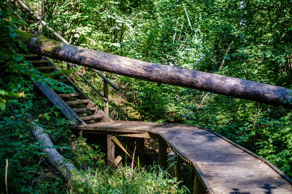 Escaleras de madera en el bosque verde de verano —  Fotos de Stock