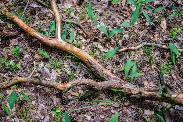 Vieux troncs d'arbres secs cassés et piétinements dans la forêt — Photo
