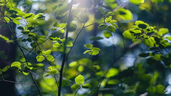 Green fresh foliage. tree leaf in summer day in sunlight. abstra — Stock Photo, Image