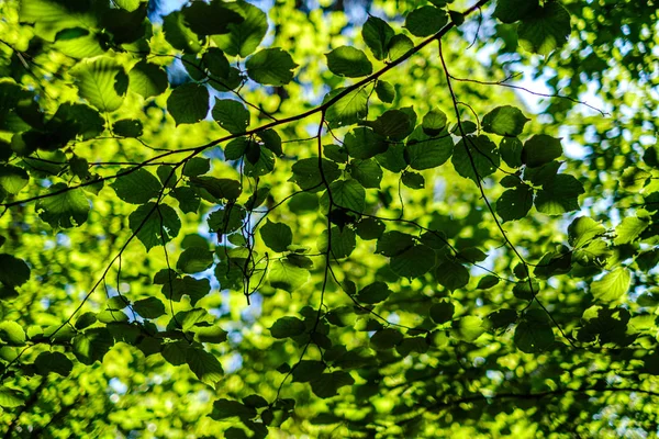 Folhagem verde fresca. folha de árvore no dia de verão na luz solar. abstra — Fotografia de Stock