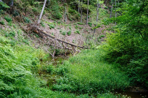 Stare suche pnie i Stomy drzew w lesie — Zdjęcie stockowe