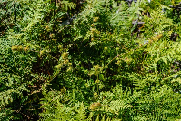 Fogliame fresco verde. foglia di albero in giorno d'estate alla luce del sole. abstra — Foto Stock