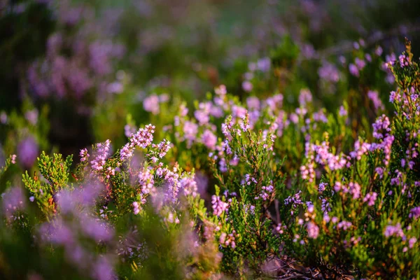 Blühende Heide im Sommerwald auf grünem, verschwommenem Hintergrund — Stockfoto