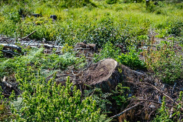 Velhos troncos de árvores quebradas secas e pisos na floresta — Fotografia de Stock