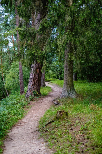 Route ondulée de gravier dans la forêt verte d'été — Photo