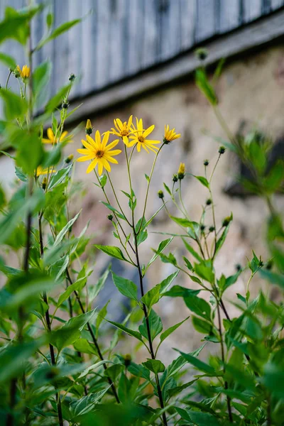 Yellow summer flowers on blur background — Stock Photo, Image