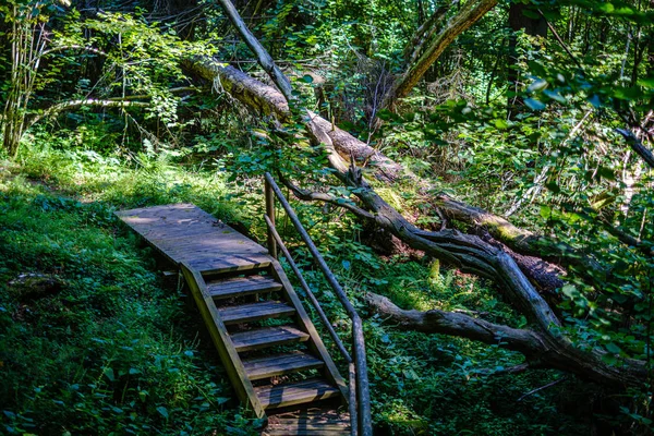 Holztreppen im sommergrünen Wald — Stockfoto